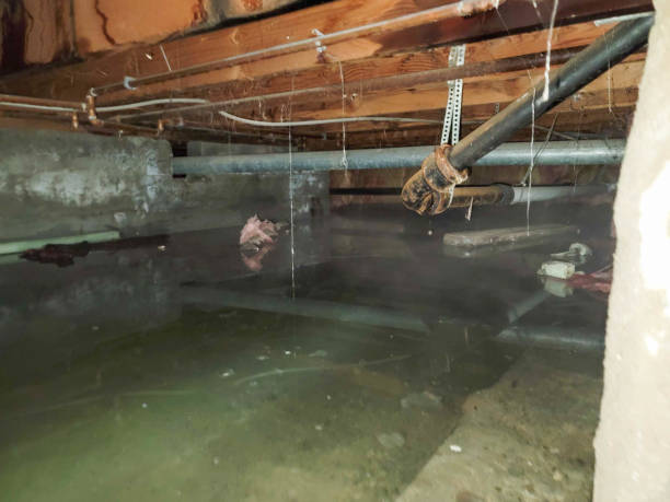 Best Carpet water damage restoration  in Effort, PA